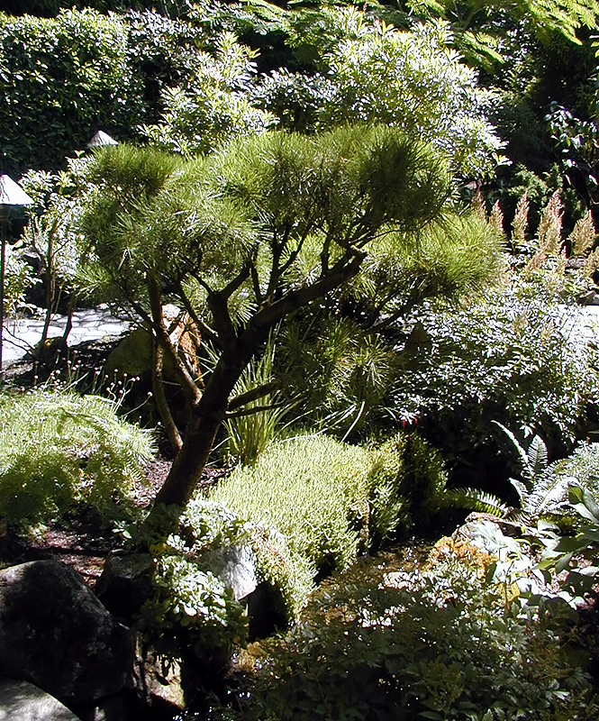 02-Aug-2000
Butchart Gardens - Victoria, BC 
Japanese Garden