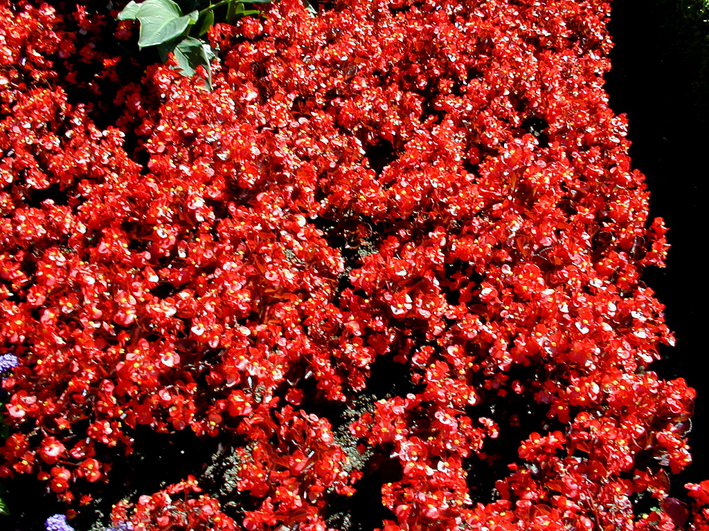 02-Aug-2000
Butchart Gardens - Victoria, BC 
The Italian Garden - Red flowers