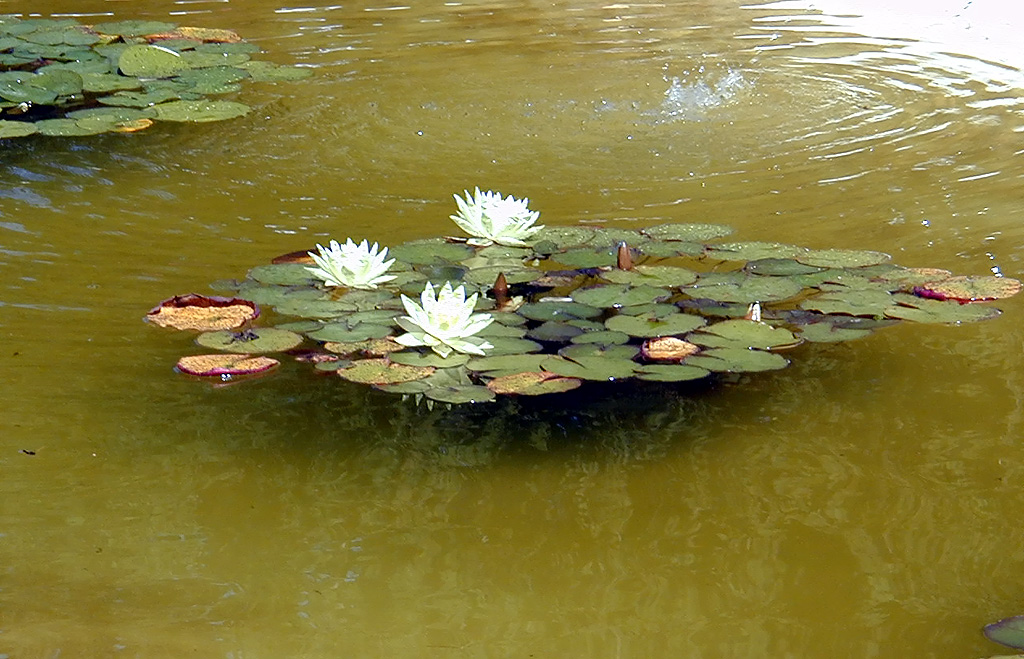 02-Aug-2000
Butchart Gardens - Victoria, BC 
The Italian Garden - Water lilies