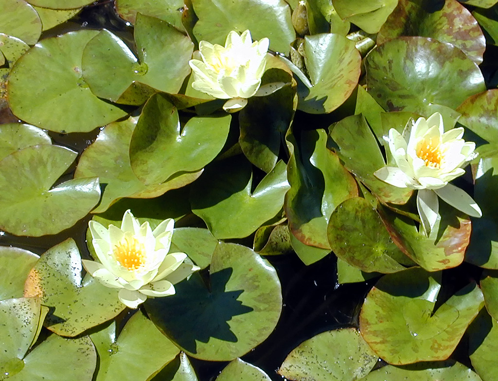 02-Aug-2000
Butchart Gardens - Victoria, BC 
The Italian Garden - Water lilies
