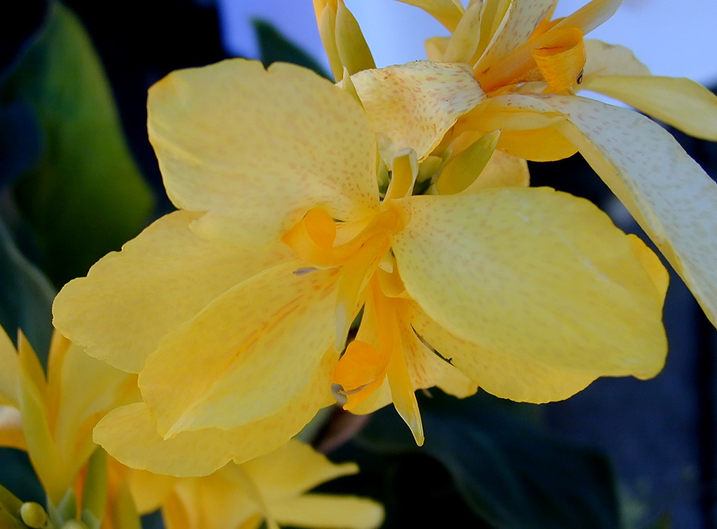 02-Aug-2000
Butchart Gardens - Victoria, BC 
Canna