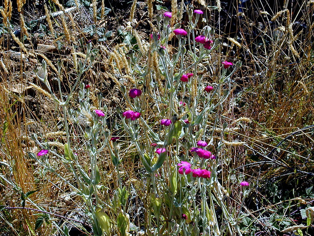 02-Aug-2000
Victoria, BC 
Flowers at Malahat summit