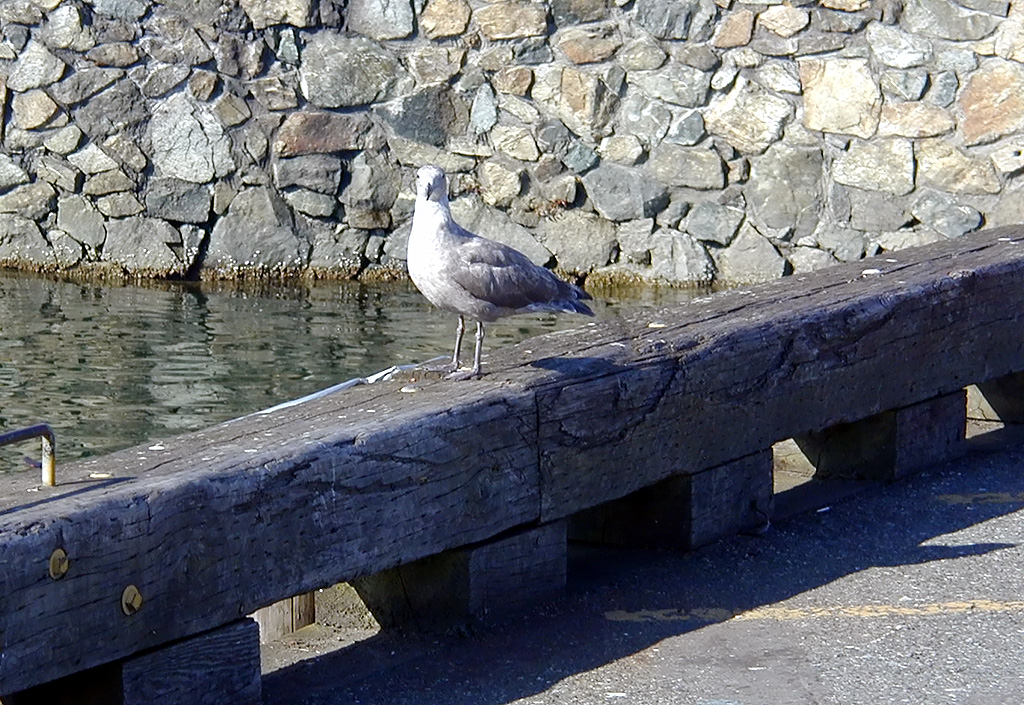02-Aug-2000
Victoria, BC 
Pigeon