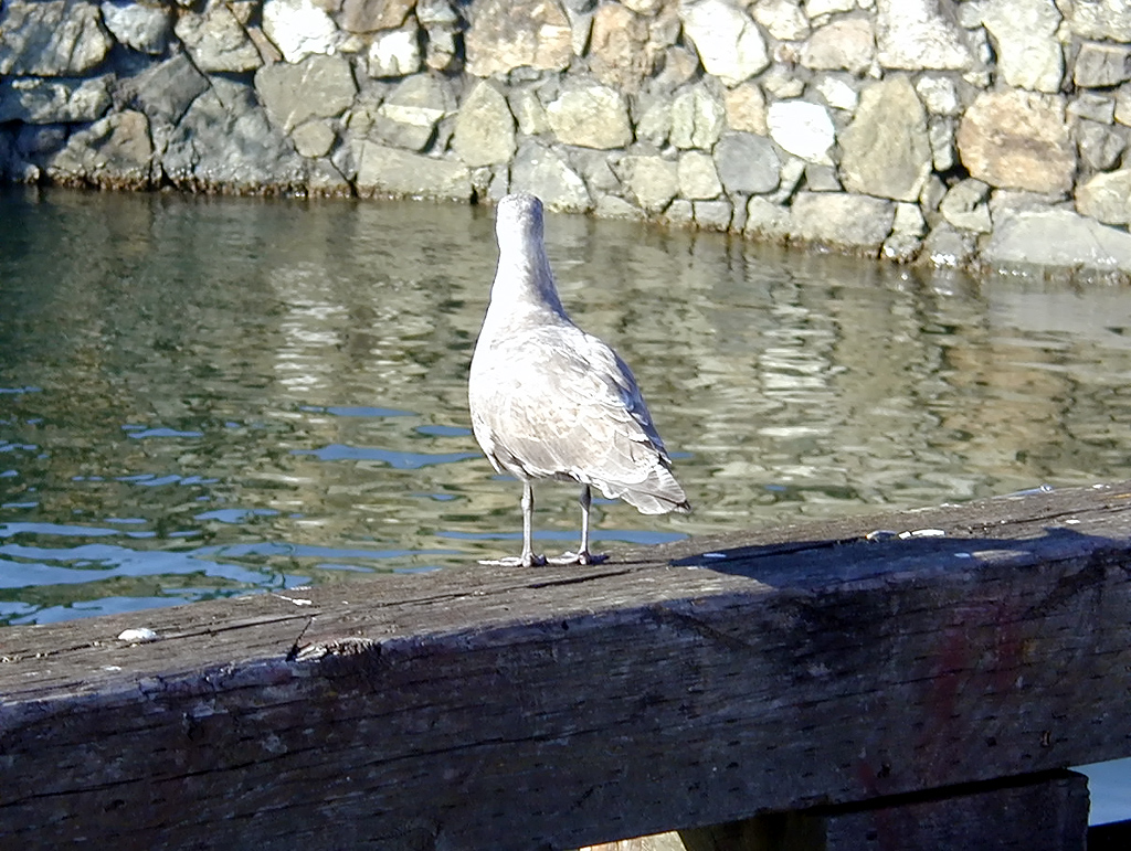 02-Aug-2000
Victoria, BC 
Pigeon