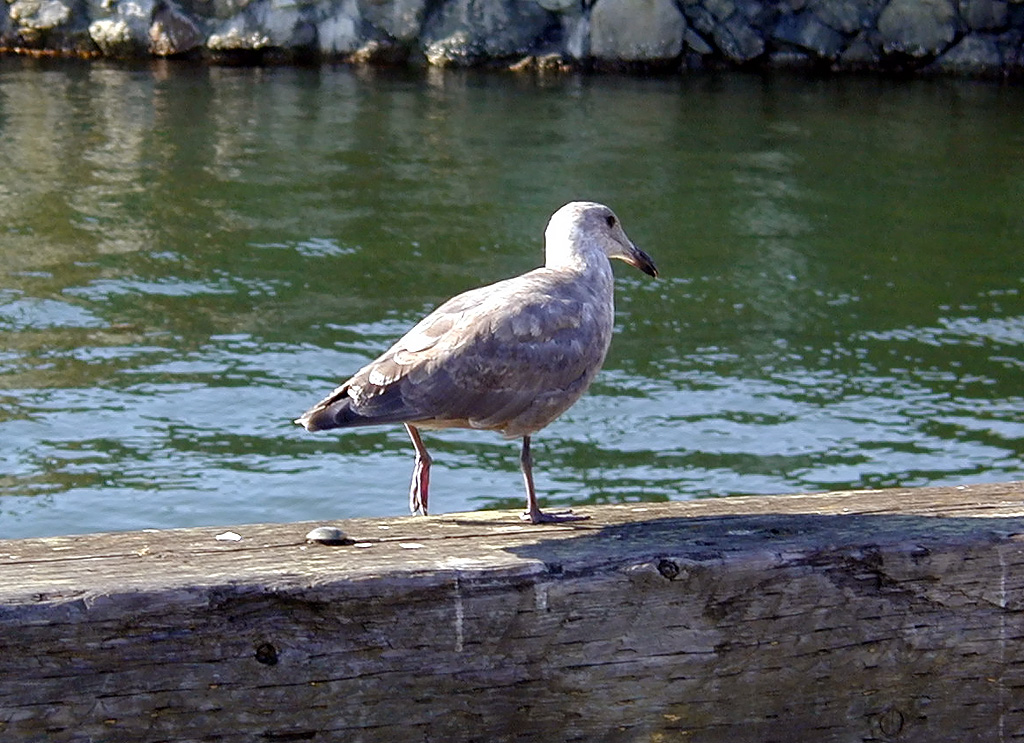 02-Aug-2000
Victoria, BC 
Pigeon