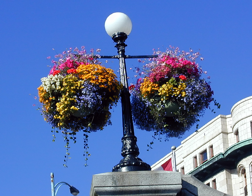 02-Aug-2000
Victoria, BC 
Hanging baskets