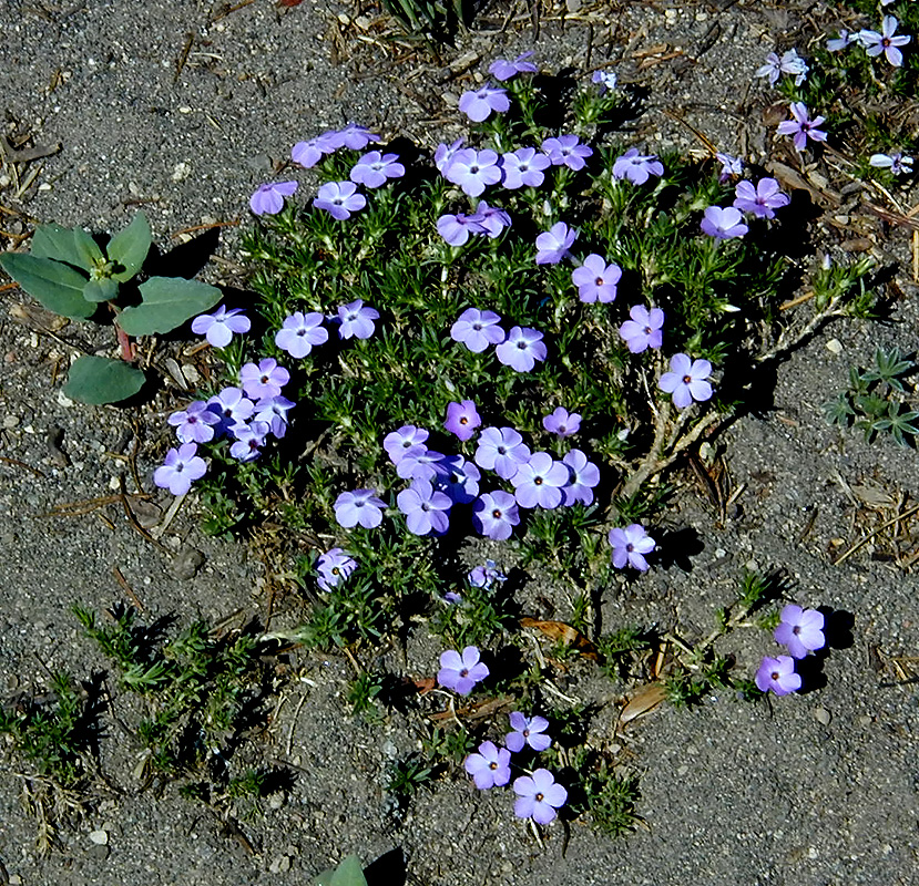 04-Aug-2000
Crater Lake, OR
Forget-me-nots ??