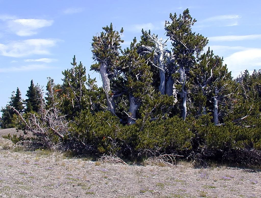 04-Aug-2000
Crater Lake, OR
Near Cloudcap