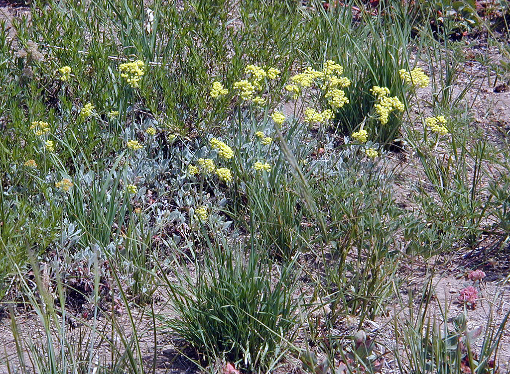 04-Aug-2000
Crater Lake, OR
Flowers near Sun Notch