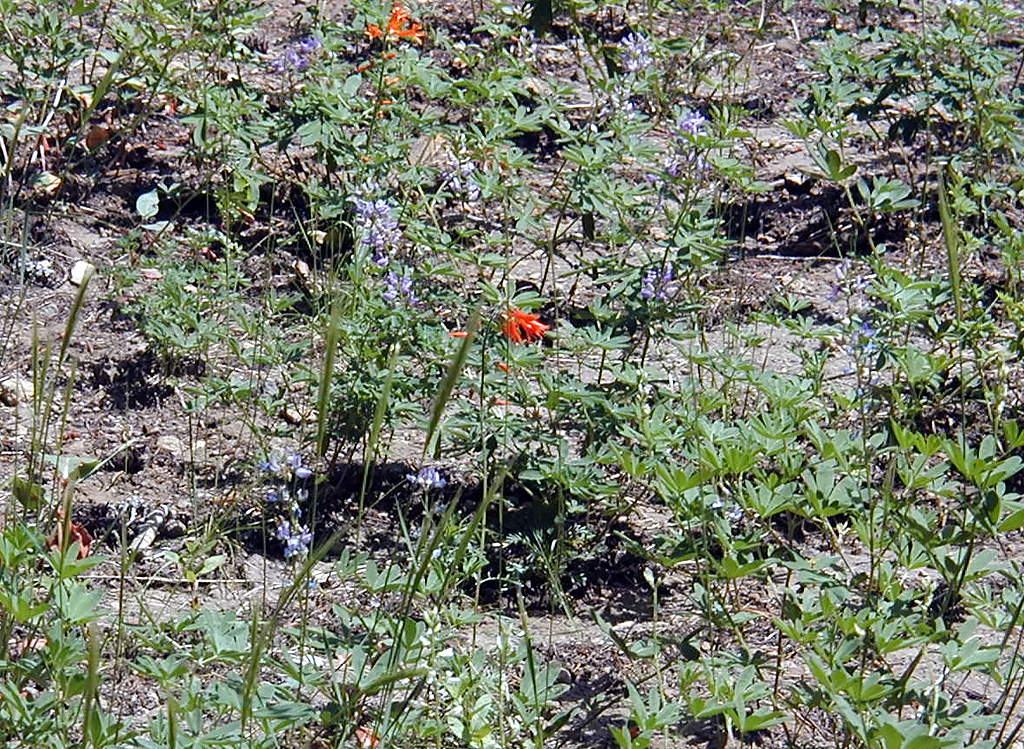 04-Aug-2000
Crater Lake, OR
Castle Crest Wildflower Trail