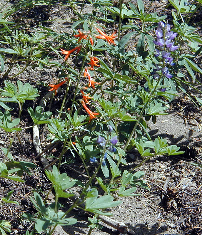 04-Aug-2000
Crater Lake, OR
Castle Crest Wildflower Trail