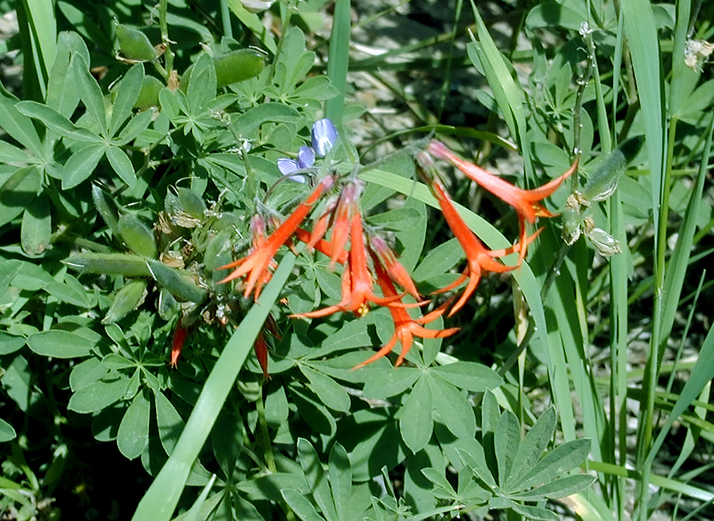 04-Aug-2000
Crater Lake, OR
Castle Crest Wildflower Trail