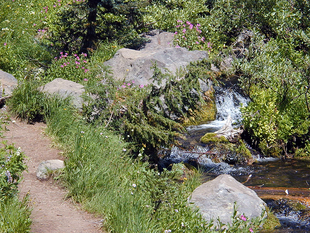 04-Aug-2000
Crater Lake, OR
Castle Crest Wildflower Trail