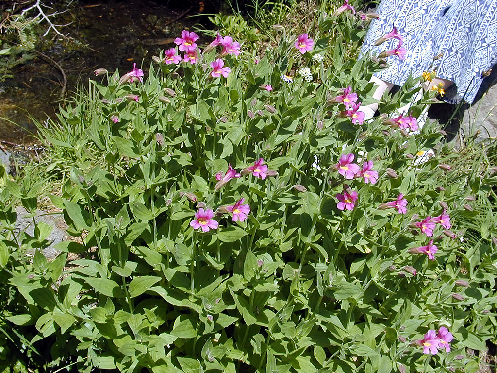04-Aug-2000
Crater Lake, OR
Castle Crest Wildflower Trail