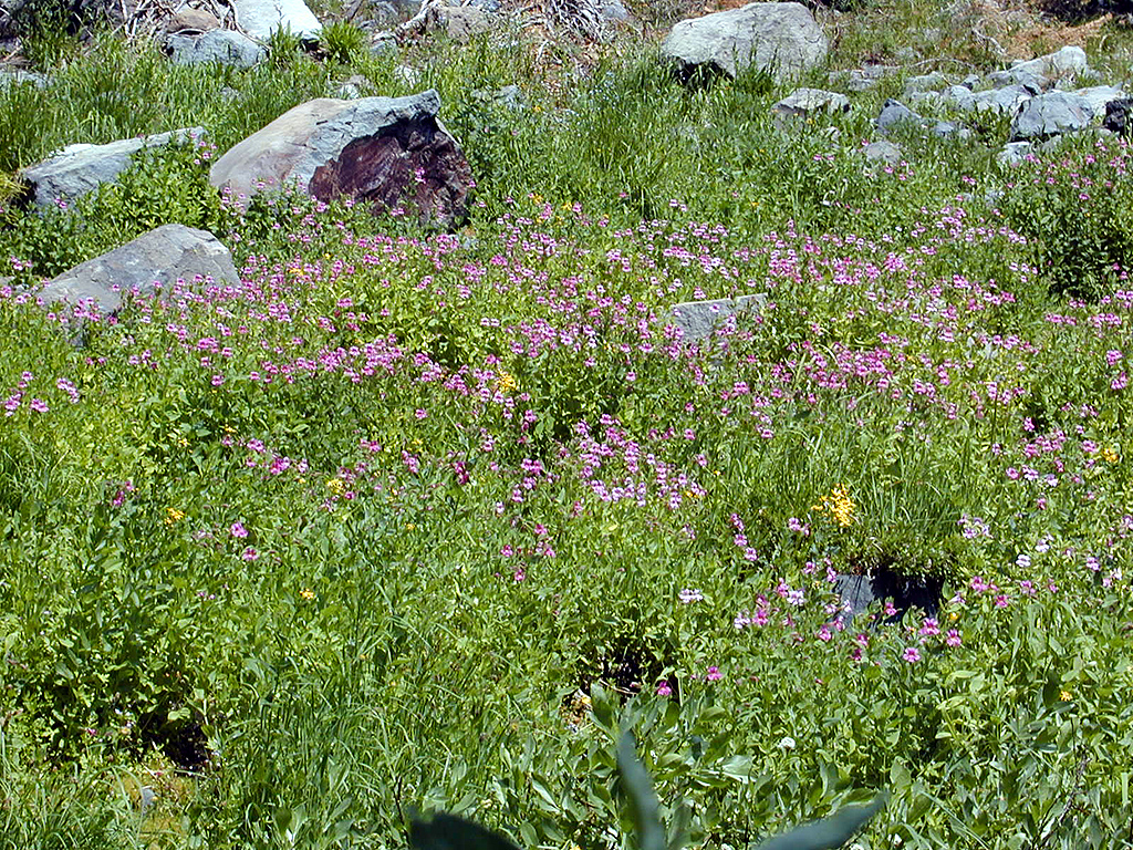 04-Aug-2000
Crater Lake, OR
Castle Crest Wildflower Trail