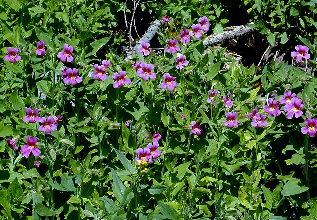 04-Aug-2000
Crater Lake, OR
Castle Crest Wildflower Trail