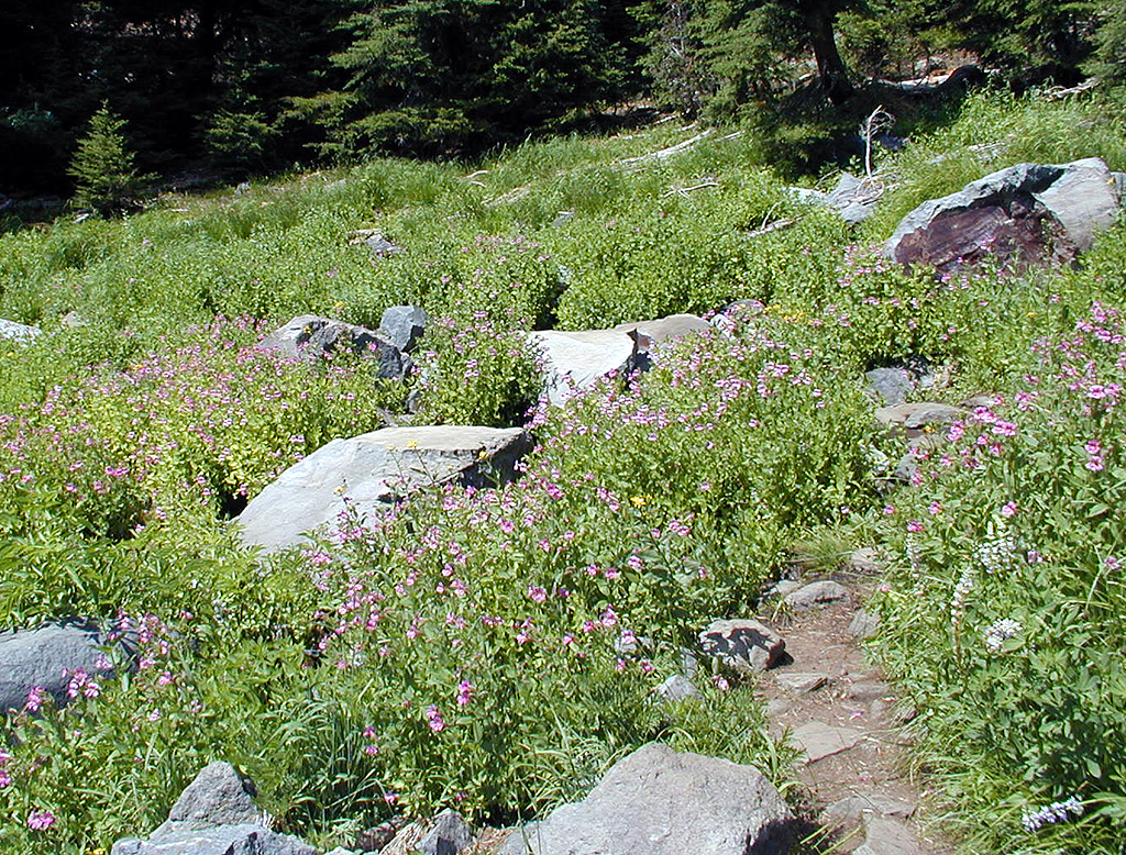 04-Aug-2000
Crater Lake, OR
Castle Crest Wildflower Trail