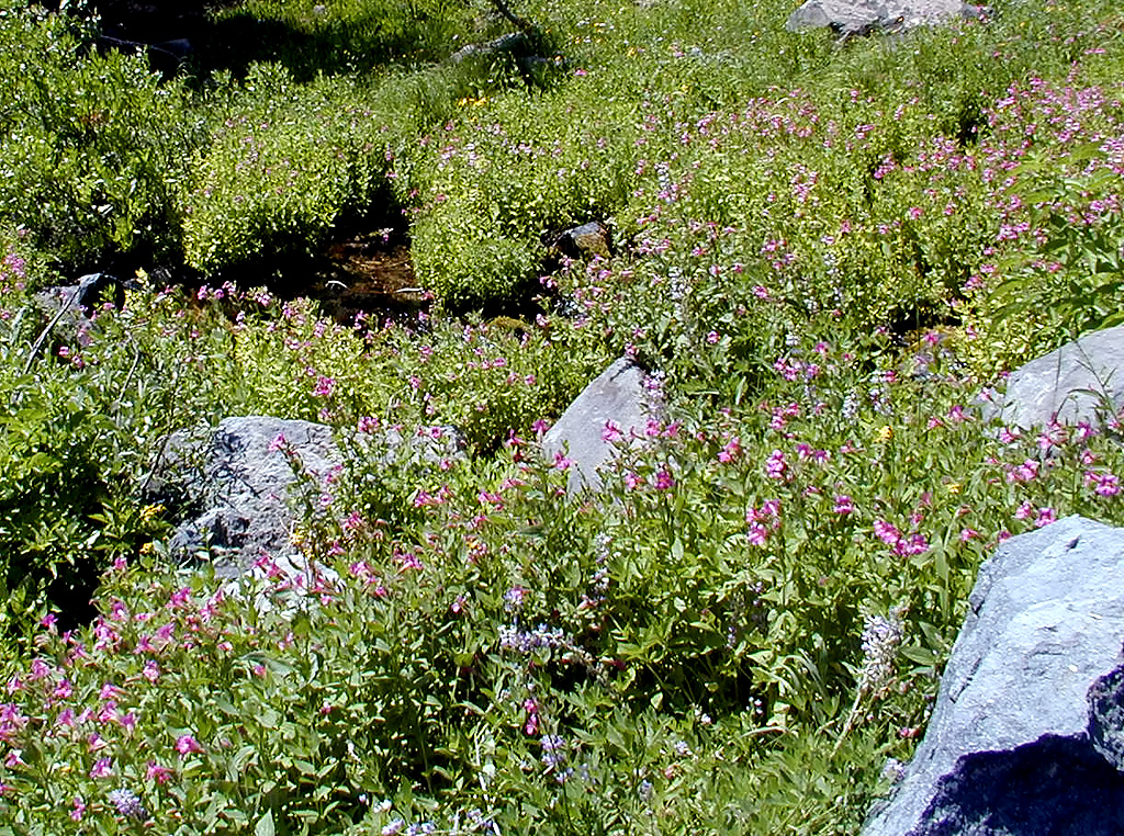 04-Aug-2000
Crater Lake, OR
Castle Crest Wildflower Trail