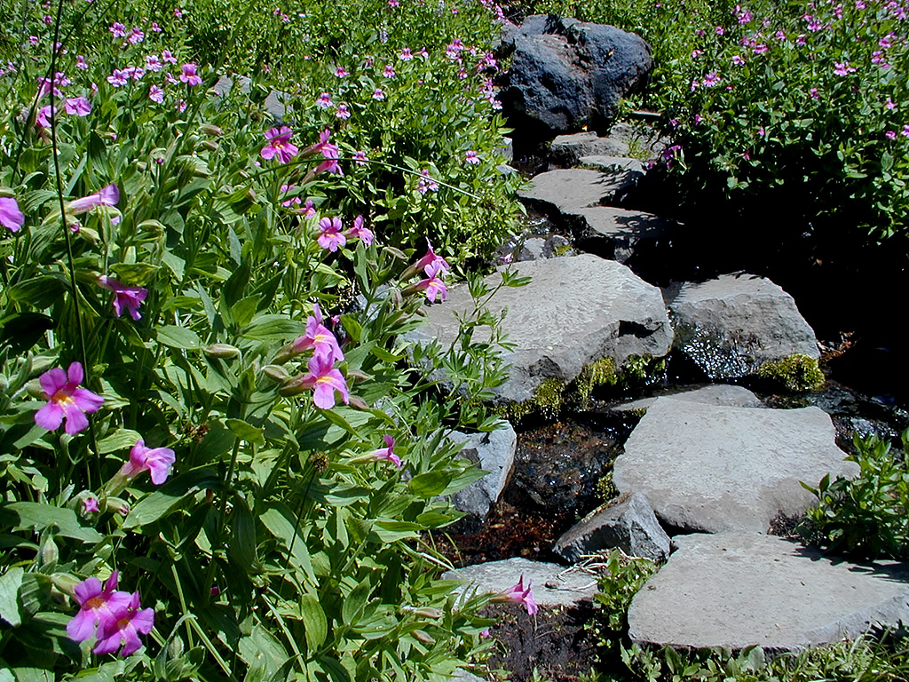 04-Aug-2000
Crater Lake, OR
Castle Crest Wildflower Trail