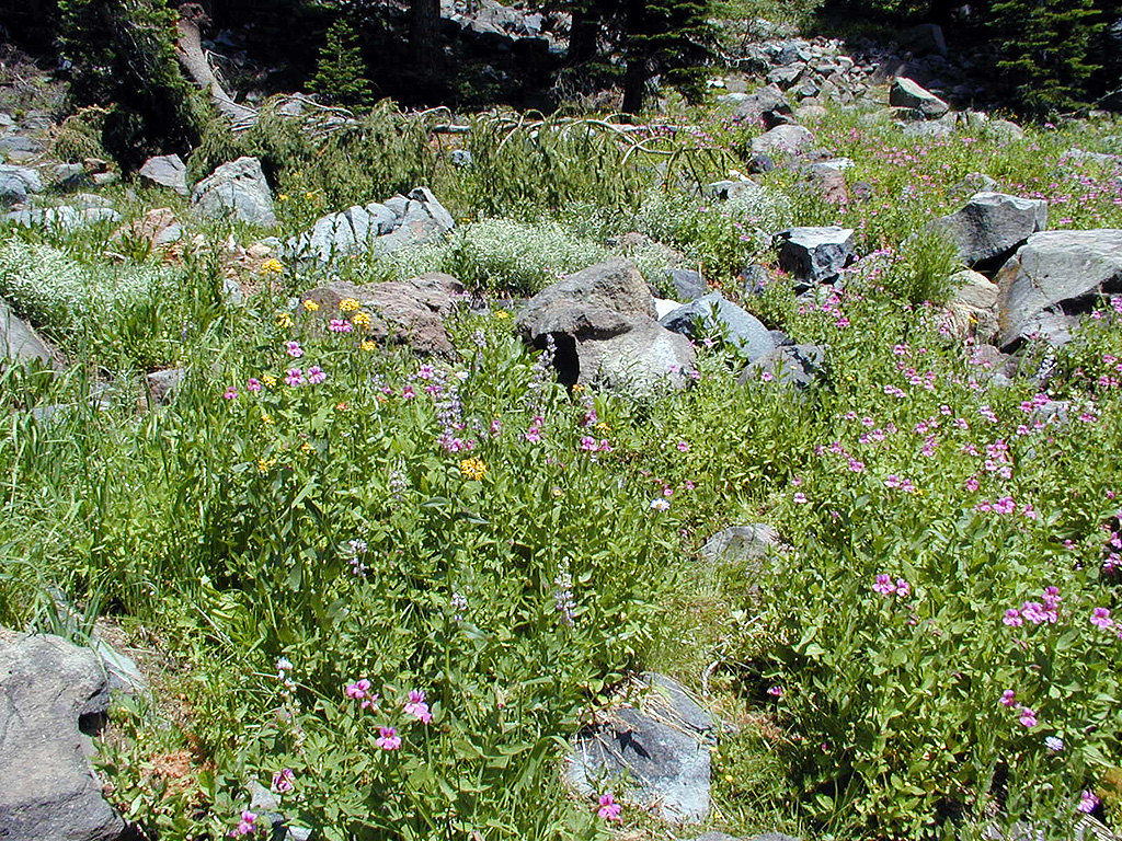 04-Aug-2000
Crater Lake, OR
Castle Crest Wildflower Trail