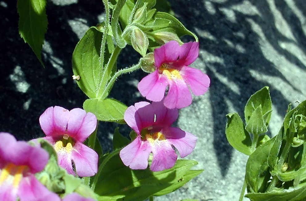 04-Aug-2000
Crater Lake, OR
Castle Crest Wildflower Trail