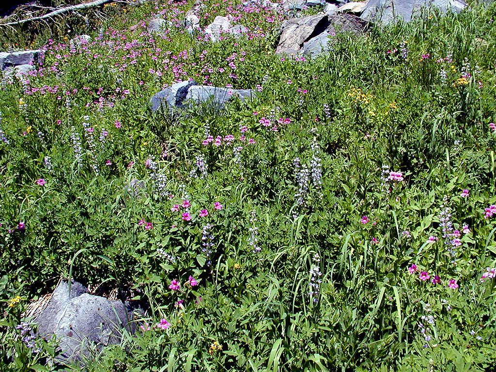 04-Aug-2000
Crater Lake, OR
Castle Crest Wildflower Trail