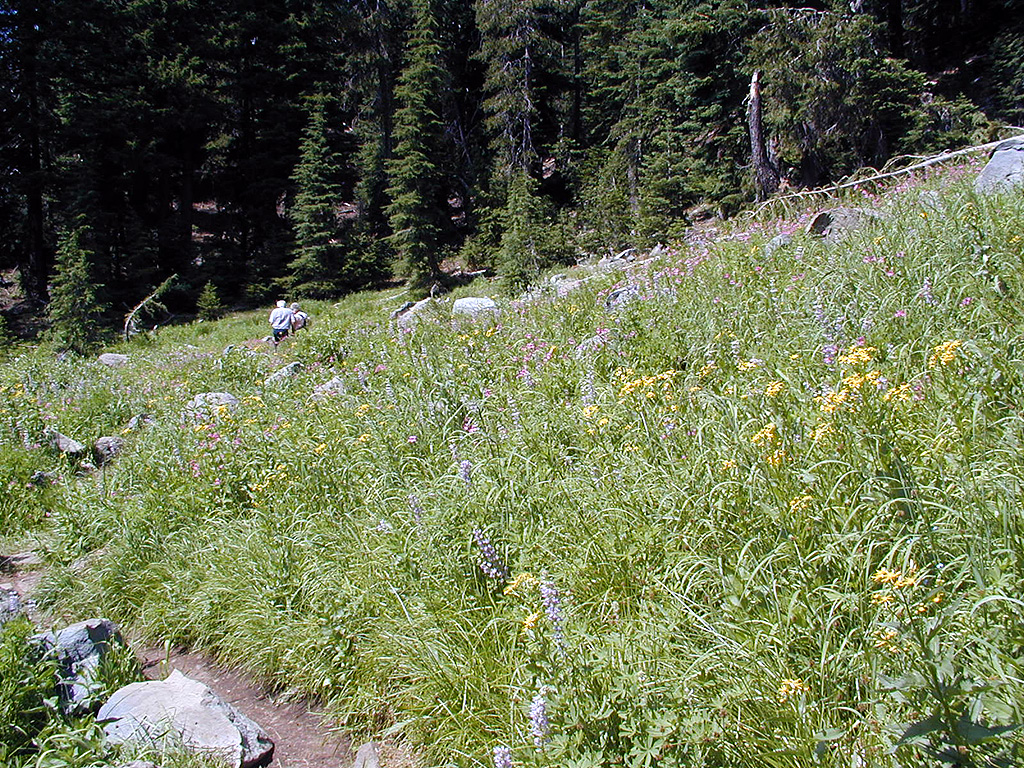 04-Aug-2000
Crater Lake, OR
Castle Crest Wildflower Trail