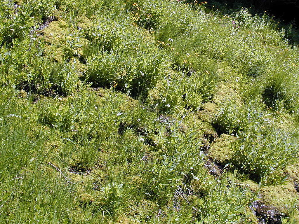 04-Aug-2000
Crater Lake, OR
Castle Crest Wildflower Trail