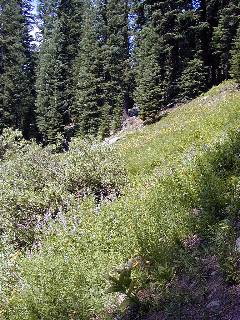 04-Aug-2000
Crater Lake, OR
Castle Crest Wildflower Trail