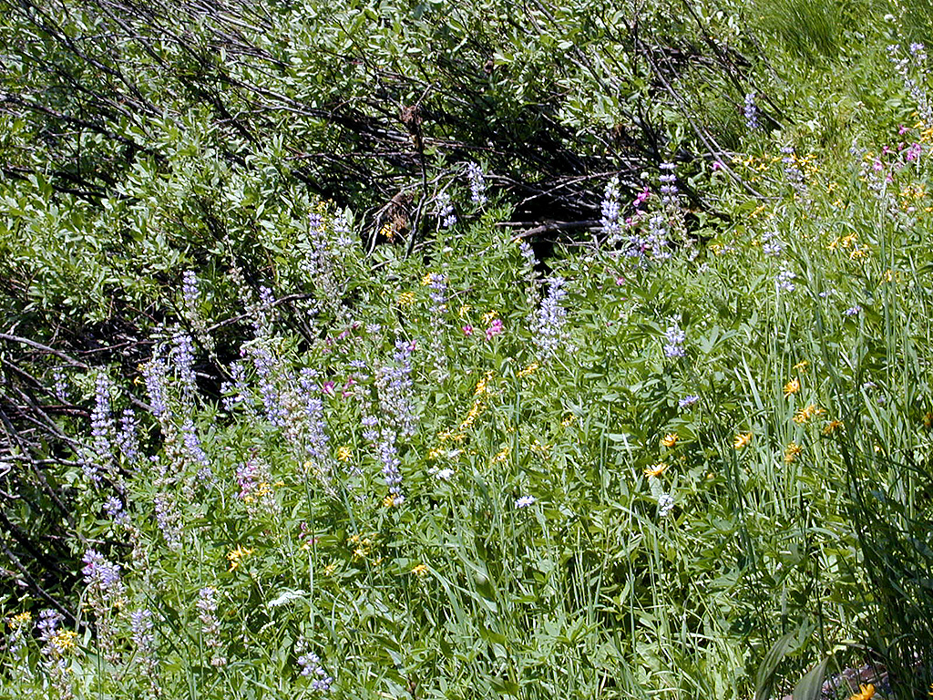04-Aug-2000
Crater Lake, OR
Castle Crest Wildflower Trail