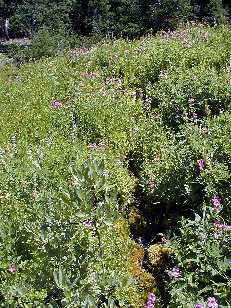 04-Aug-2000
Crater Lake, OR
Castle Crest Wildflower Trail