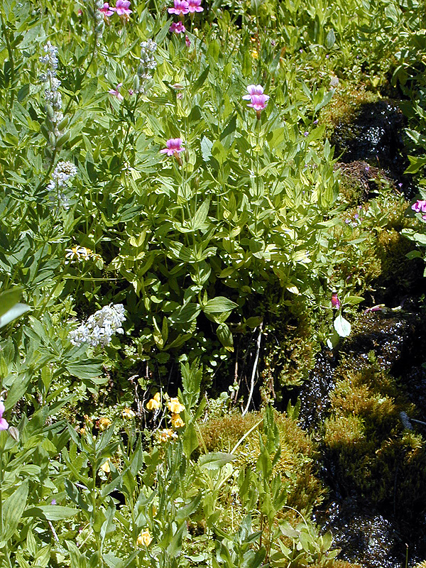 04-Aug-2000
Crater Lake, OR
Castle Crest Wildflower Trail