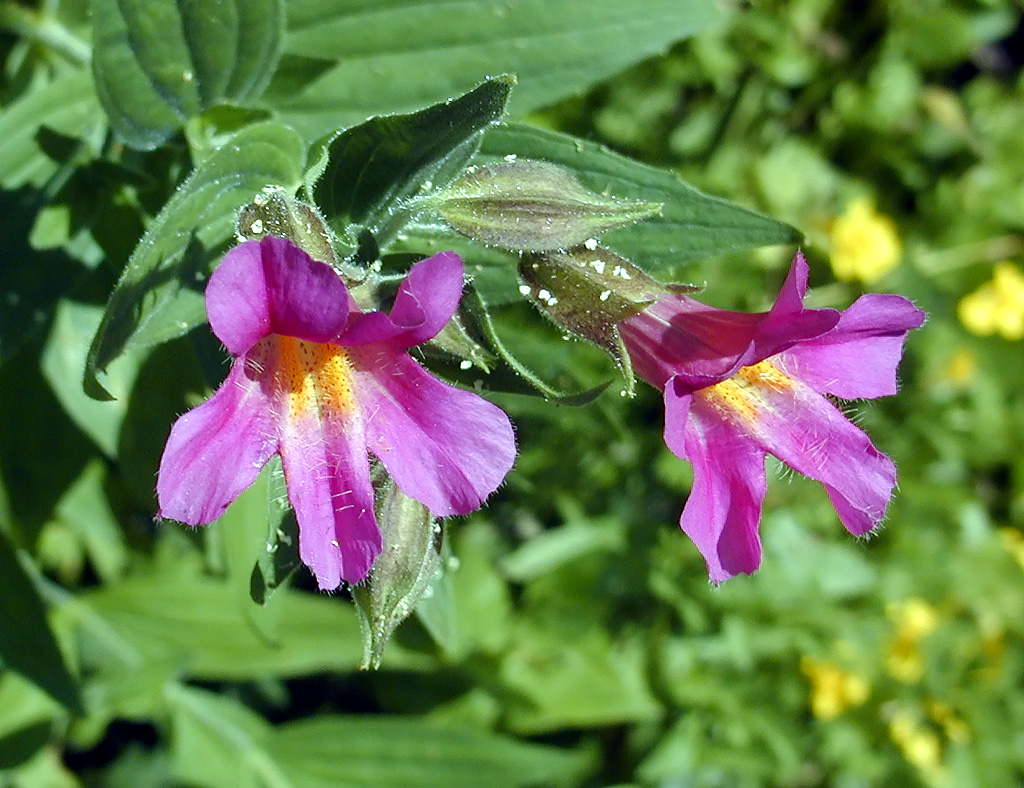 04-Aug-2000
Crater Lake, OR
Castle Crest Wildflower Trail