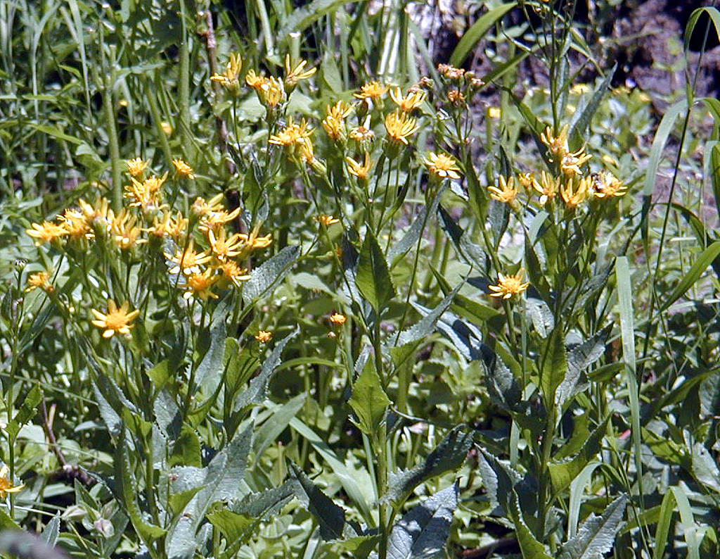 04-Aug-2000
Crater Lake, OR
Castle Crest Wildflower Trail