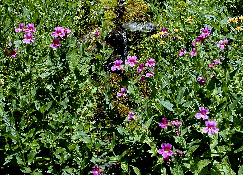 04-Aug-2000
Crater Lake, OR
Castle Crest Wildflower Trail