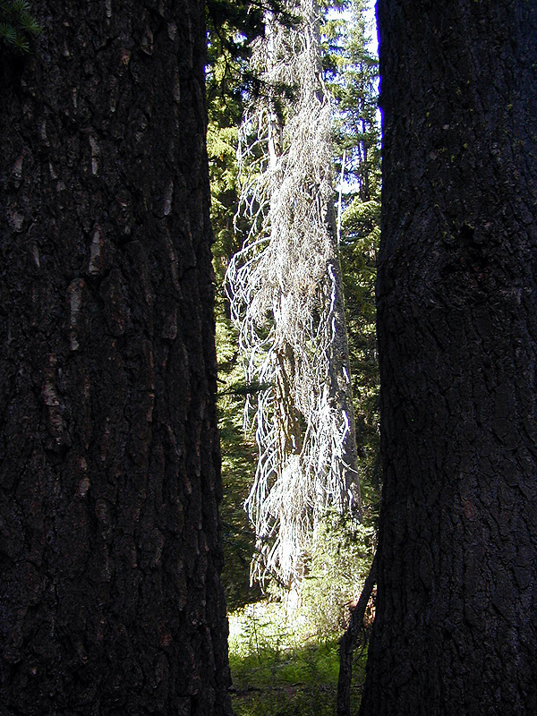 04-Aug-2000
Crater Lake, OR
Castle Crest Wildflower Trail
