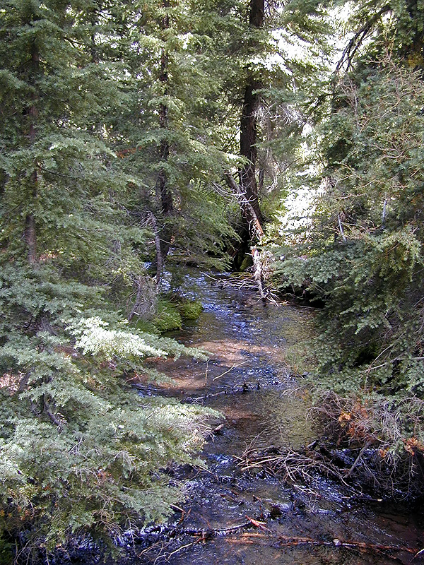 04-Aug-2000
Crater Lake, OR
Castle Crest Wildflower Trail