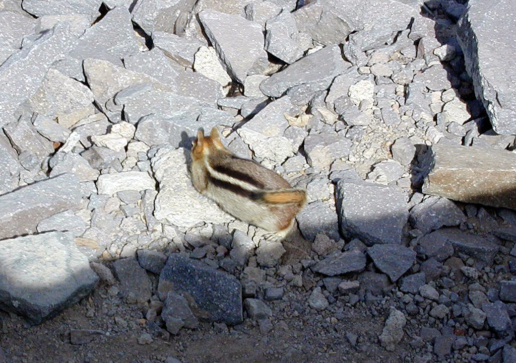 04-Aug-2000
Crater Lake, OR
Ground Squirrel