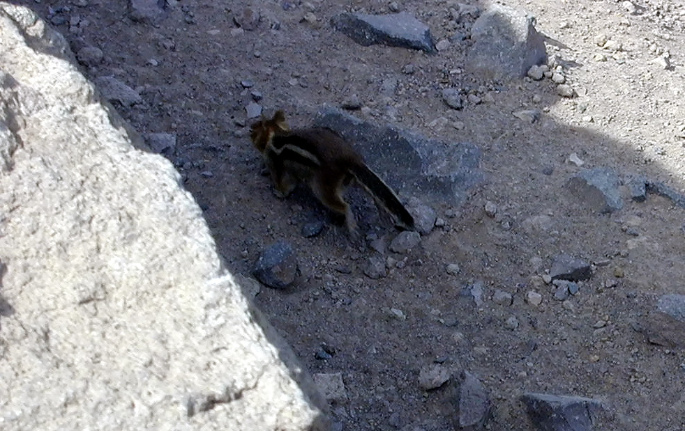 04-Aug-2000
Crater Lake, OR
Ground Squirrel