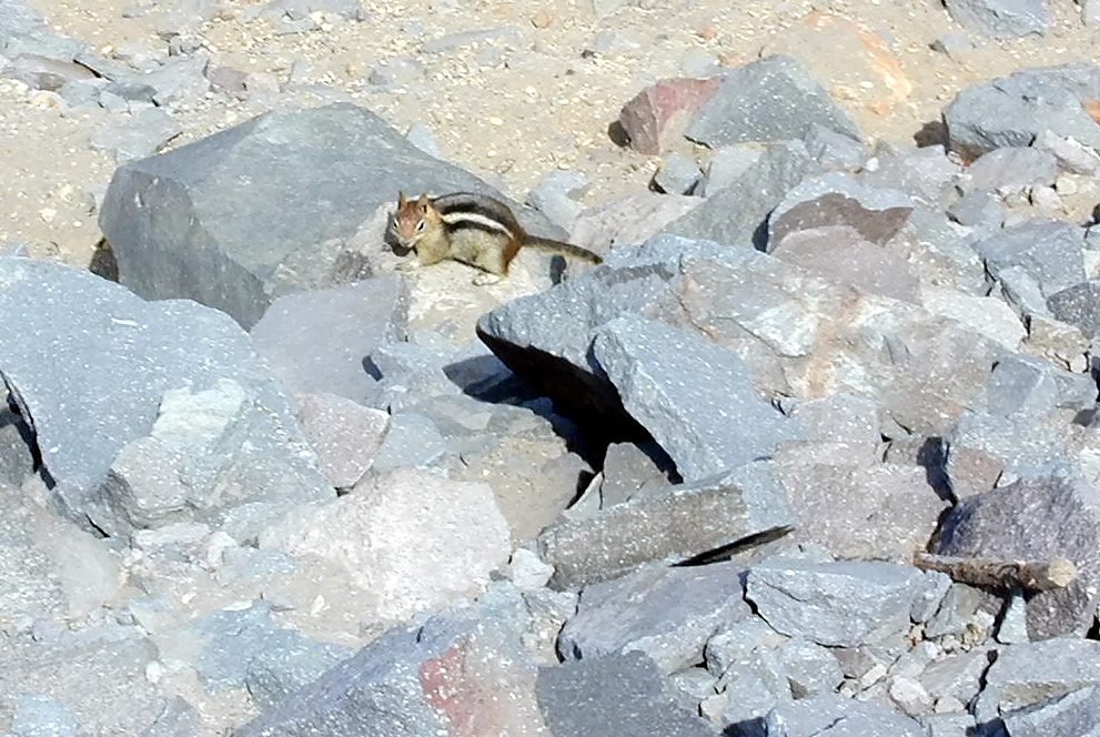 04-Aug-2000
Crater Lake, OR
Ground Squirrel