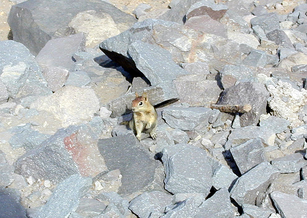 04-Aug-2000
Crater Lake, OR
Ground Squirrel