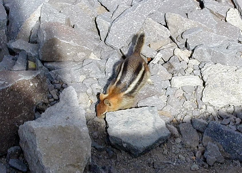 04-Aug-2000
Crater Lake, OR
Ground Squirrel