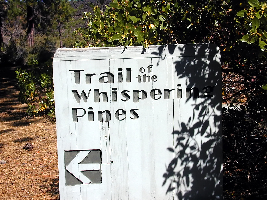 05-Aug-2000
Lavaland, OR
Trail of the Whispering Pines