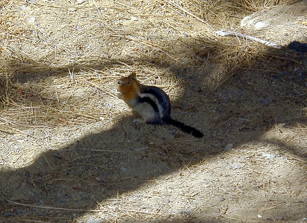 05-Aug-2000
Lavaland, OR
Golden crested Ground Squirrel