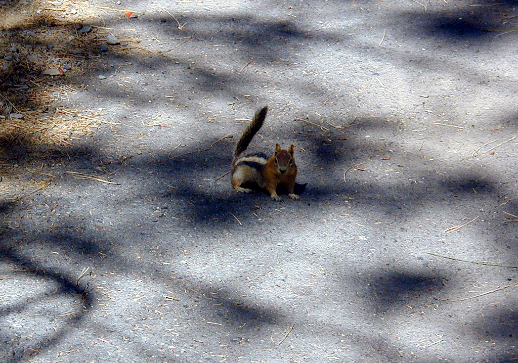 05-Aug-2000
Lavaland, OR
Golden crested Ground Squirrel