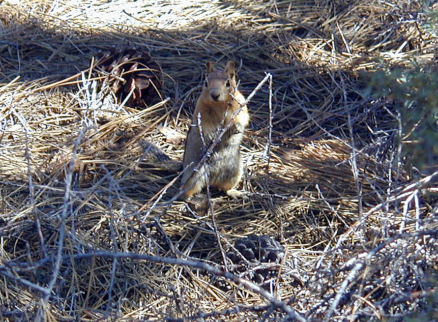 05-Aug-2000
Lavaland, OR
Golden crested Ground Squirrel