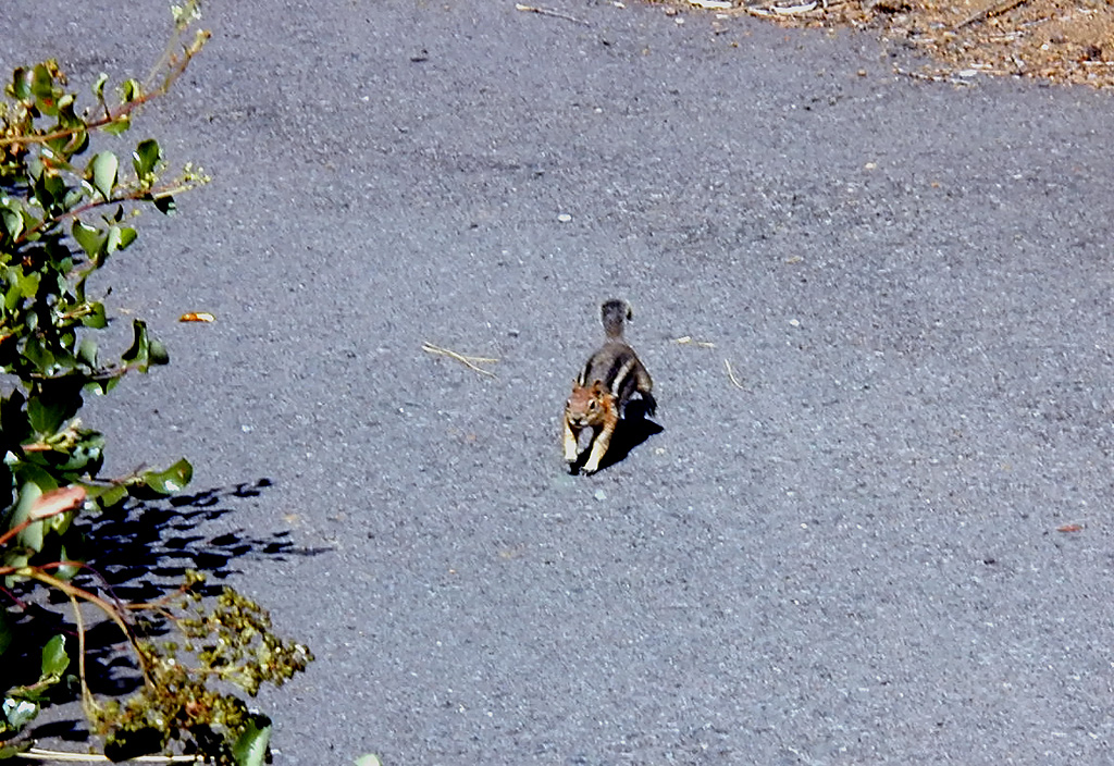 05-Aug-2000
Lavaland, OR
Golden crested Ground Squirrel