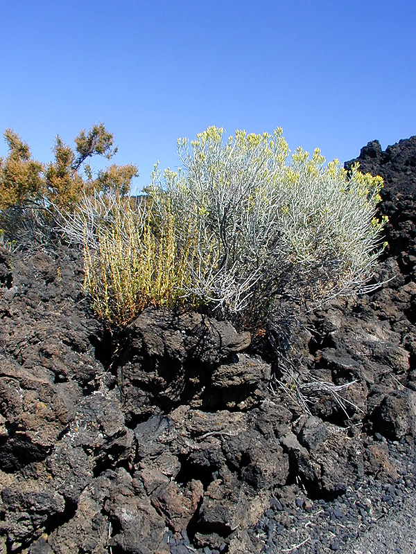 05-Aug-2000
Lavaland, OR
Lava Bed and plants