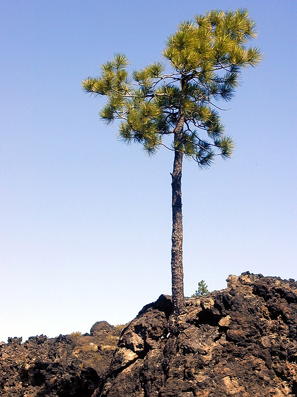 05-Aug-2000
Lavaland, OR
Tree growing out of lava bed
