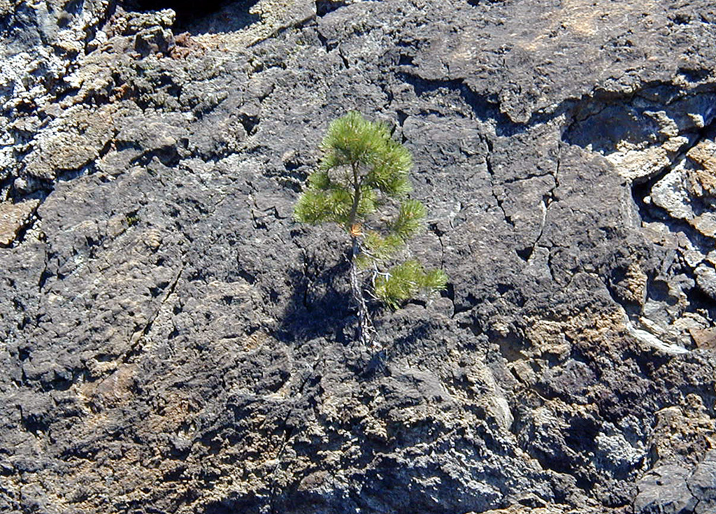 05-Aug-2000
Lavaland, OR
Small tree growing out of the rock